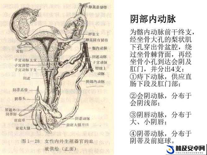 女性大荫蒂荫道多毛茸茸：探索生理现象