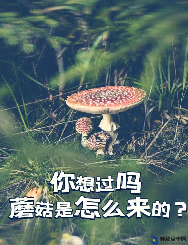 x7x7x7 任意噪 108 蘑菇的奇妙探索之旅